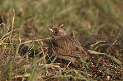 Galerida cristata